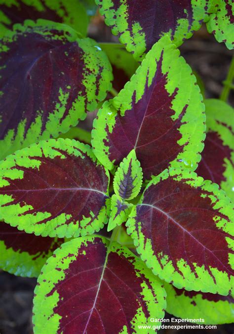 10 Plants for Shade Gardens: Plants Grown for Flowers, Leaf Colors, and as Ground Cover