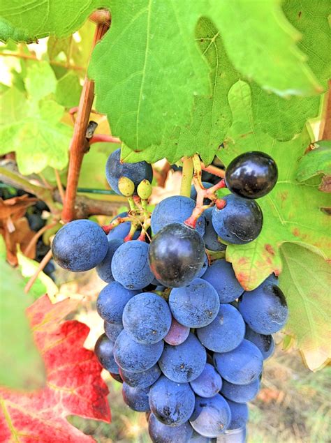 Perfect ripening of Barbera grape