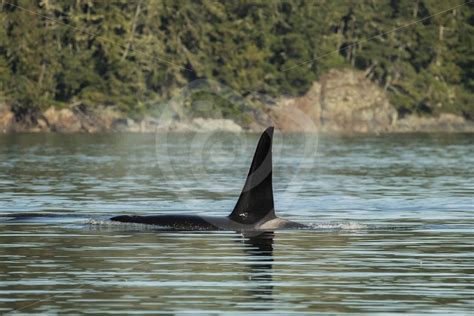 Big orca male dorsal fin - Nature Stock Photo Agency