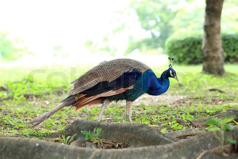 Peacock in the garden | Stock image | Colourbox