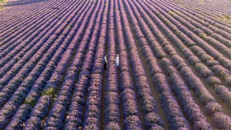 Best Places to See Lavender Fields in France with Free Map (2023) - Offbeat Escapades | Offbeat ...