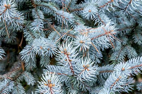 How to Grow and Care for Colorado Blue Spruce