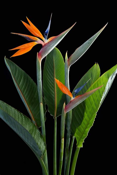 How to Grow and Care for Bird of Paradise Plants (Strelitzia)