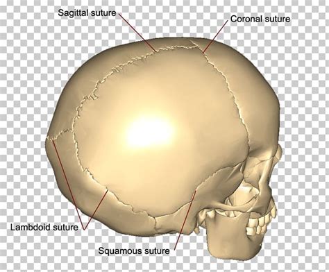 Skull Coronal Suture Squamosal Suture Sagittal Suture Bone PNG, Clipart, Anatomy, Bone, Coronal ...