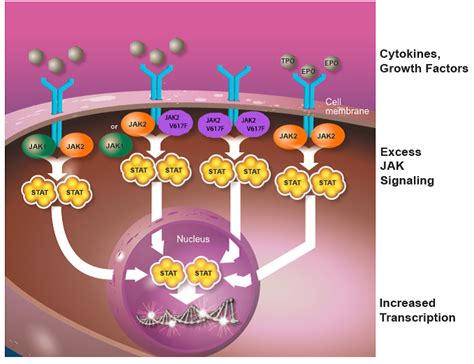 JAK INHIBITORS AND JAK2 MUTATION: WHAT’S THE CONNECTION? – MPN Research ...