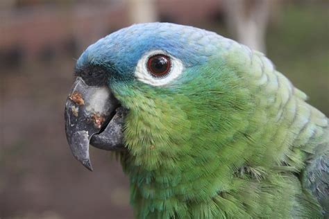 Parrot Encyclopedia | Northern Mealy Amazon | World Parrot Trust