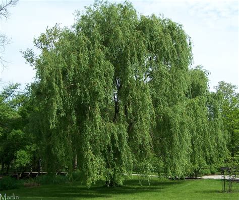 tree free wallpaper: Acute Willow Tree