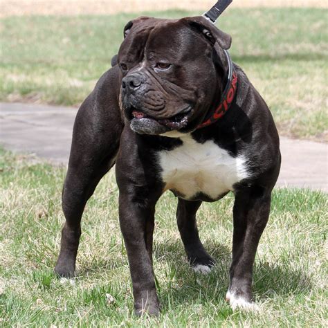 Olde English Bulldogge breeder- Evolution Bulldogges