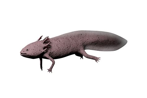 Axolotl 3D model - TurboSquid 1868404