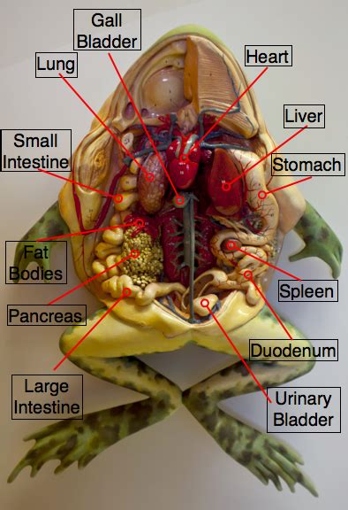 Dr. Harnois' Science Class Blog: Virtual Frog Dissection Lab