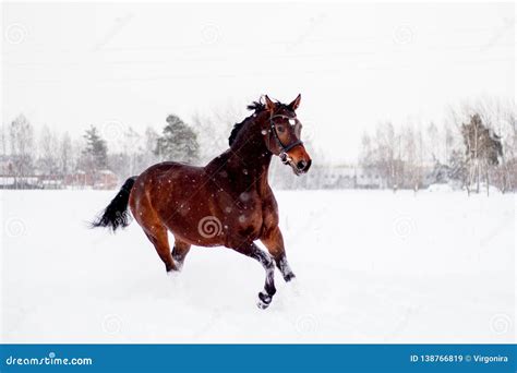 Beautiful Brown Horse Running in the Snow Stock Image - Image of gait, horse: 138766819