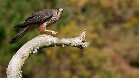 New Zealand falcon/kārearea: New Zealand native land birds