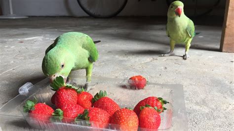 green parrot eating in strawberry fruit - YouTube