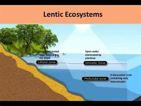 Ponds - Lentic Habitat - YouTube