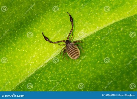 A 3mm Long Book Scorpion with Pincers Stock Photo - Image of cancroides ...