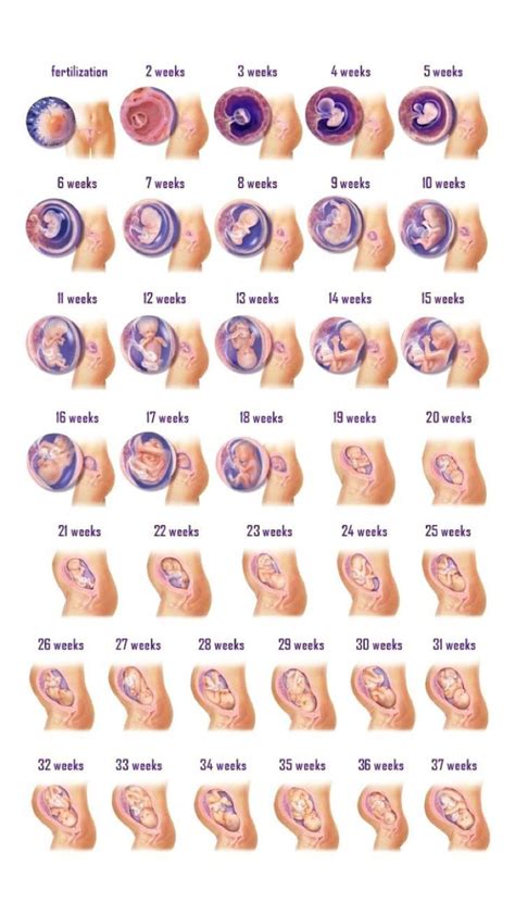 Pregnancy Chart, Pregnancy Months, Pregnancy Stages, Pregnancy Tips, Pregnancy Growth Chart ...