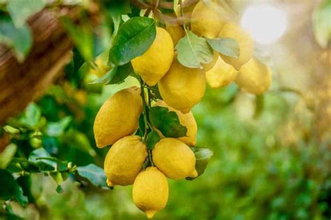 The 9 Best Lemon Tree Fertilizers for Backyard Growers - Minneopa Orchards