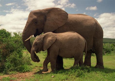 File:Two Elephants in Addo Elephant National Park.jpg - Wikimedia Commons