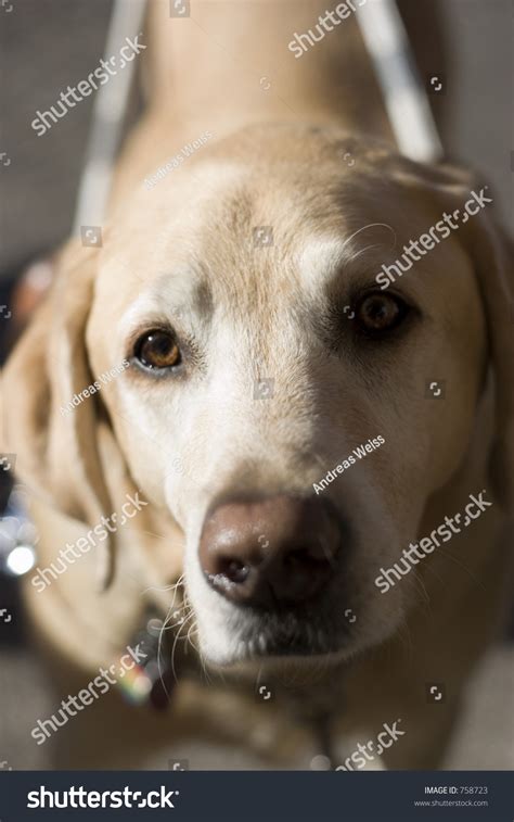 Seeing Eye Dog Stock Photo 758723 : Shutterstock