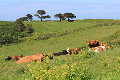 The Guernsey cow - Guernsey Butter