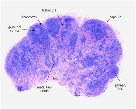 histology lymph node | Lymph node | Lymph nodes, Medical laboratory science, Human anatomy and ...