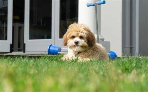 How to Find Lowchen Puppies for Sale - Dogable