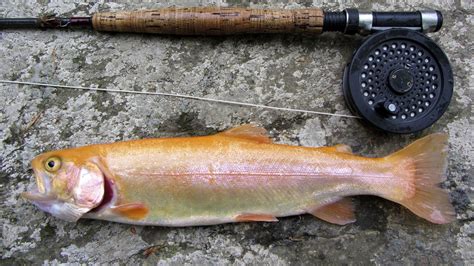 Palomino Trout - Hybrid Species Explained - eatingthewild.com