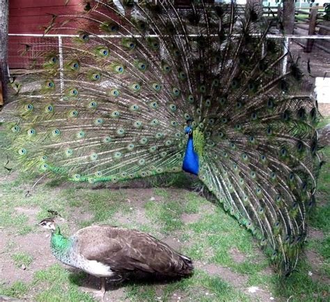 File:Peacock courting peahen.jpg - Wikipedia