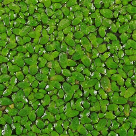 Lemna Minor Plant - Lemna Minor Freshwater Plants Aquascape Nature Aquarium / Duckweed lemna spp ...