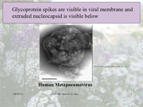 Human metapneumovirus