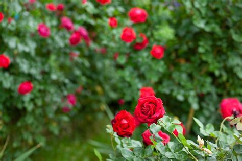 Premium Photo | Red roses in garden