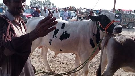 Australian Jersey Cow Mating - Animales Mating - Cross Cow Mating - YouTube