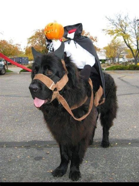 Newfoundland headless horseman dog halloween costume | Pet halloween costumes, Big dog halloween ...