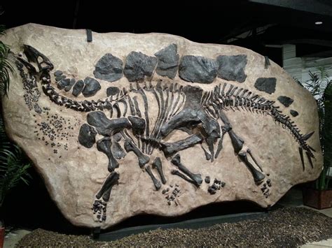 Stegosaurus - Colorado State Fossil | Fossils, Prehistoric animals, Fossil bones