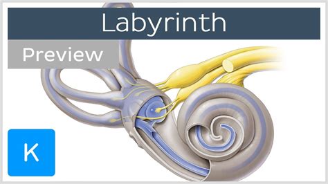 Ear Anatomy Labyrinth - Abba Humananatomy