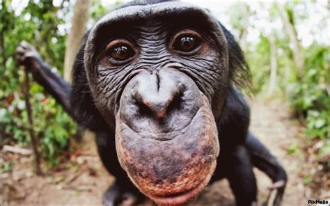 Funny Chimpanzee Wallpaper | Bonobo, Primates, Animals