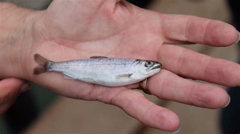 Tanker trucks deliver thousands of baby salmon to Half Moon Bay - ABC7 San Francisco