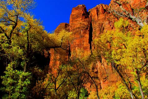 Zion National Park | Fall colors and the canyon walls in the… | Flickr