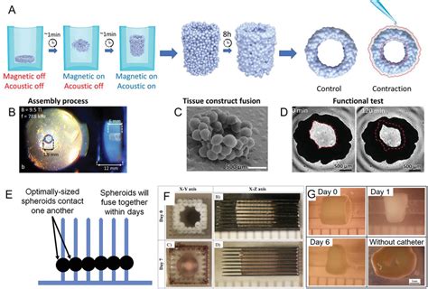 Scaffold‐free spheroid culture. A) Schematic illustration of the... | Download Scientific Diagram