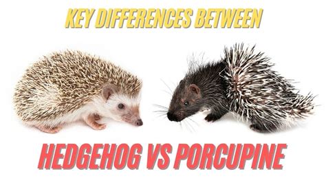 Porcupine vs Hedgehog | Key Differences Between Porcupine and Hedgehog ...