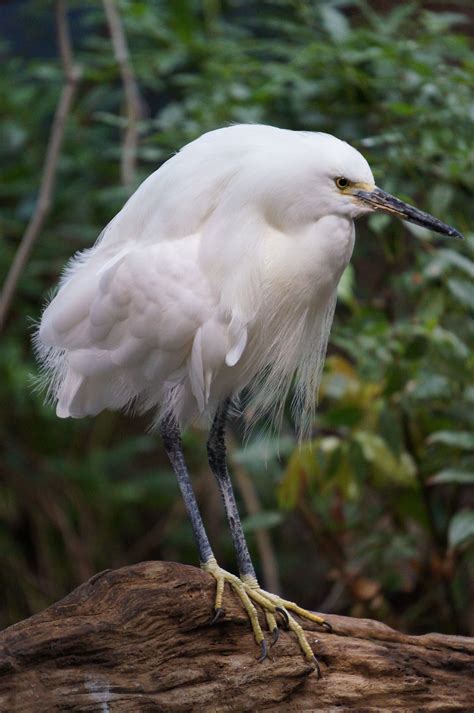 Snowy Egret | Tennessee aquarium, Aquarium, Animals