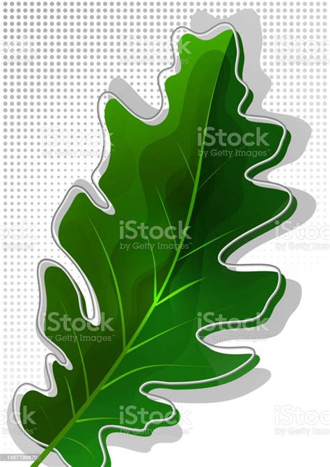 Green Oak Leaf Isolated On White Background Vector Stock Illustration - Download Image Now - iStock