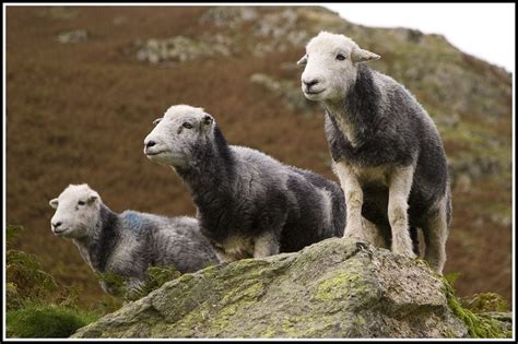 Herdwick Sheep in Martindale, Lake District