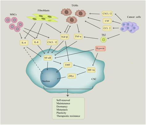 Frontiers | Epigenetic Signaling of Cancer Stem Cells During Inflammation