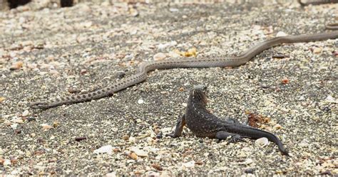 Planet Earth II's snake army killing baby iguanas shocks thousands as some call it 'the stuff of ...