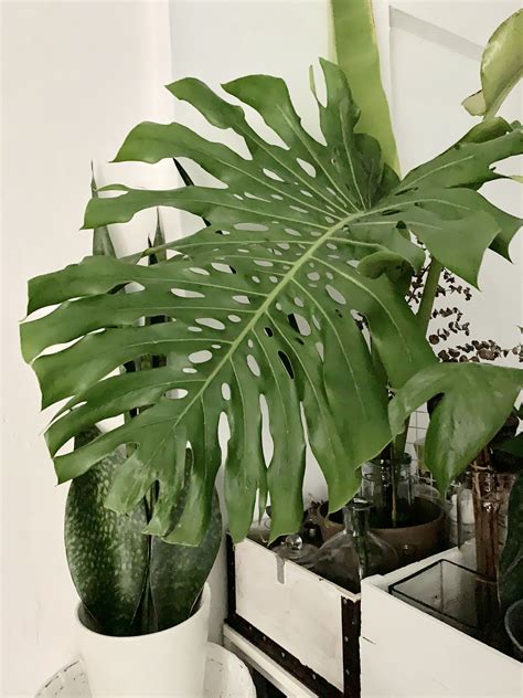 #Monstera #deliciosa #Sansevieria #masoniana #WhaleFin #SnakePlant Sansevieria Trifasciata ...