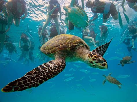 Turtle | The Biggest Animals Kingdom