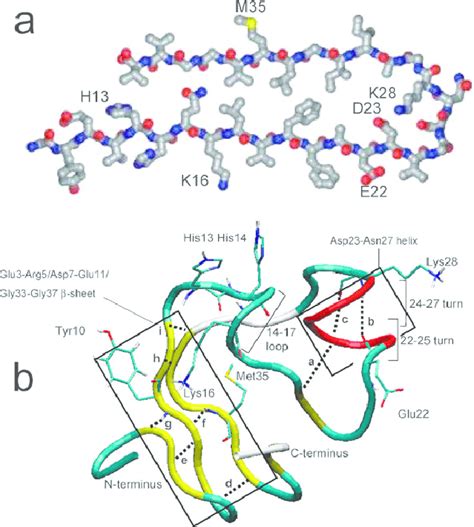 (a) Ab(1?40) monomer structure as it exists in the fibril. Adapted with... | Download Scientific ...