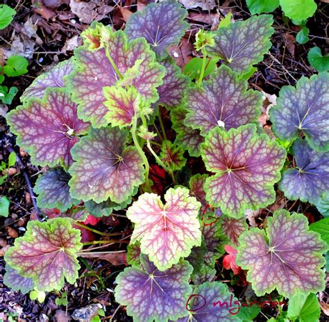 Garden Design Ideas: Heuchera's in Your Garden