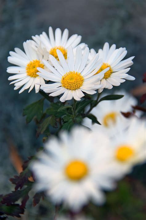 White Flower Wallpaper : 100 000 Best White Flowers Photos 100 Free Download Pexels Stock Photos ...